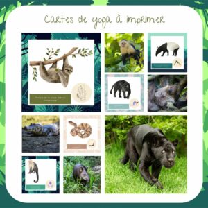 Séance clé en main "La Jungle : Les animaux de la jungle amazonienne" – Image 4